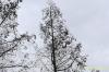 Metasequoia glyptostroboides